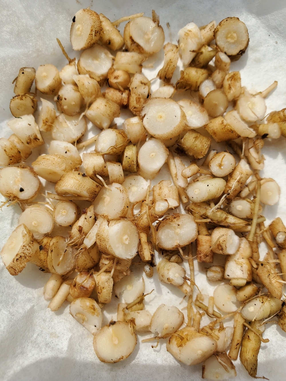 Dandilion Root Dried Chopped Herb